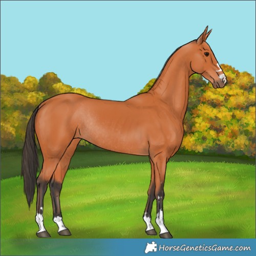 Horse Color:Bay Rabicano 