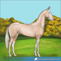 Horse Color:Gold Champagne Pearl Rabicano and Gold Champagne Pearl Splash Rabicano