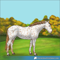 Horse Color:Chestnut Appaloosa 
