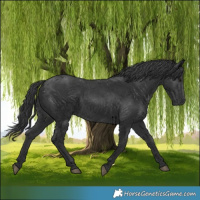 Horse Color:Black 