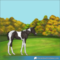 Horse Color:Liver Chestnut Tobiano 