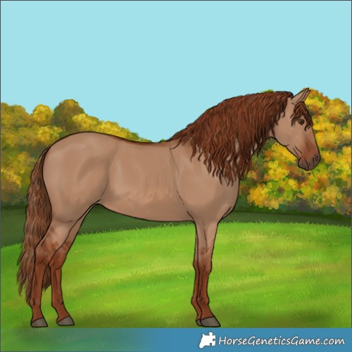 Horse Color:Red Dun 