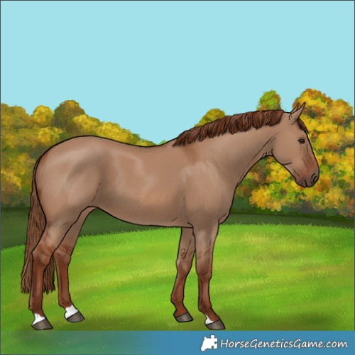 Horse Color:Red Dun