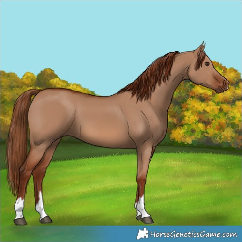 Horse Color:Red Dun 