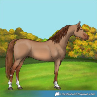 Horse Color:Red Dun 
