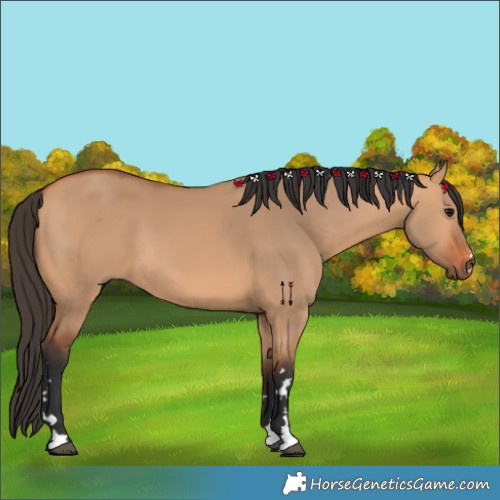 Horse Color:Bay Dun 