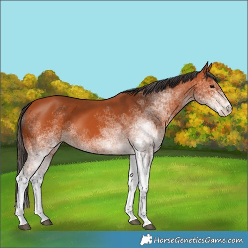 Horse Color:White Spotted Bay 