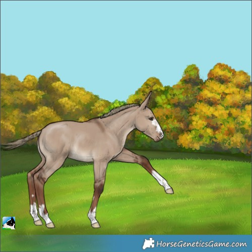 Horse Color:Liver Red Dun 