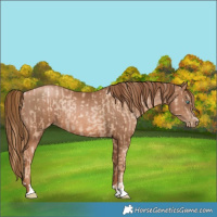 Horse Color:Gold Champagne Pearl Rabicano  and Liver Chestnut Pearl Rabicano 