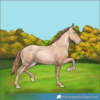 Horse Color:Gold Champagne Pearl Rabicano and Gold Champagne Pearl Rabicano