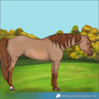 Horse Color:Red Dun 