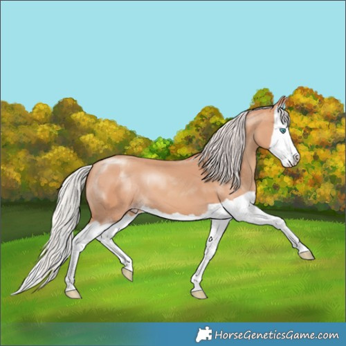 Horse Color:Silver Sable Champagne Splash 