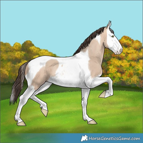 Horse Color:Amber Champagne Dun Splash Tobiano 
