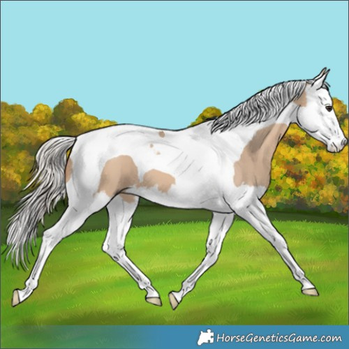 Horse Color:Silver Bay Dun Splash Tobiano