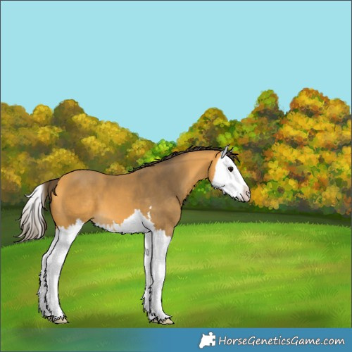 Horse Color:Buckskin Splash 