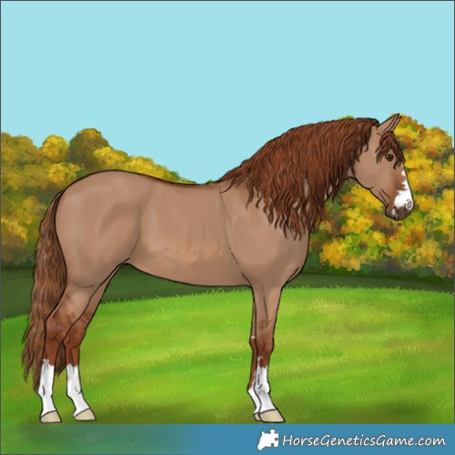 Horse Color:Red Dun 