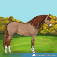 Horse Color:Red Dun