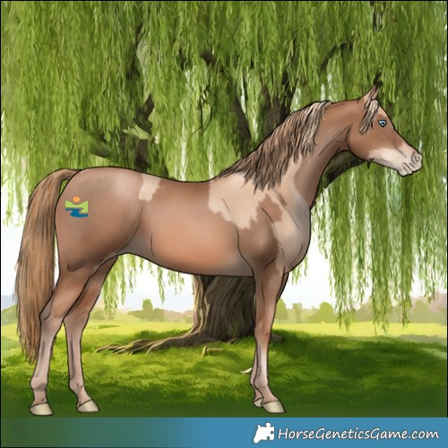 Horse Color:Gold Champagne Pearl Rabicano  and Liver Chestnut Pearl Rabicano 