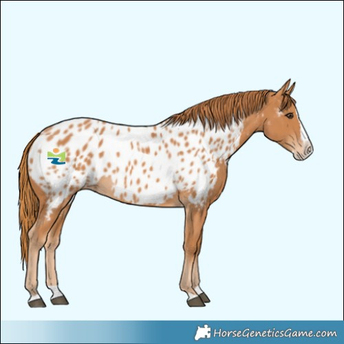 Horse Color:Chestnut Splash Near Leopard 
