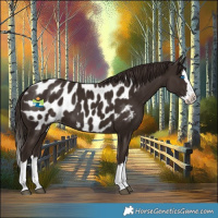 Horse Color:Liver Chestnut Splash Appaloosa