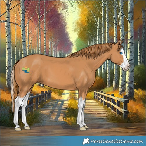 Horse Color:Chestnut Splash 