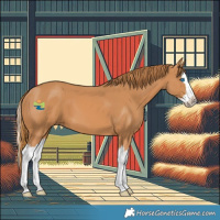 Horse Color:Chestnut Splash 