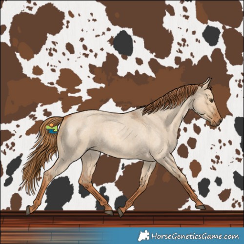 Horse Color:Red Dun Roan 
