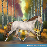 Horse Color:Red Dun Roan 