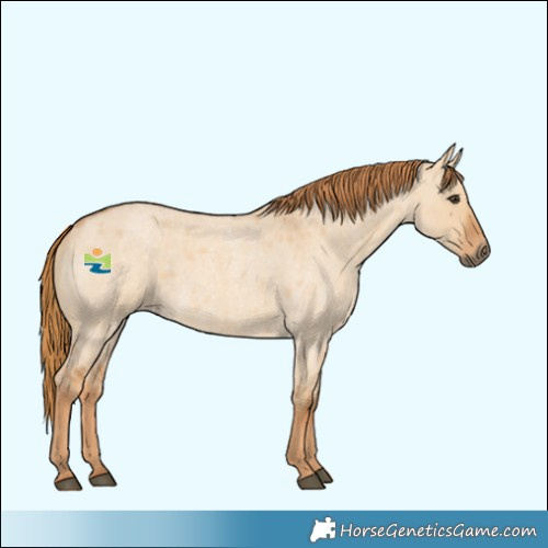Horse Color:Red Dun Roan 
