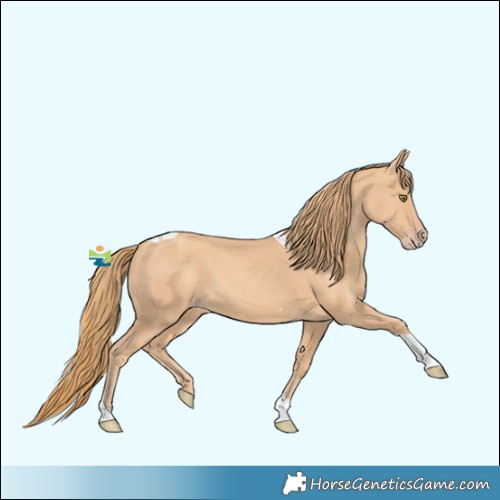 Horse Color:Gold Champagne Tobiano 