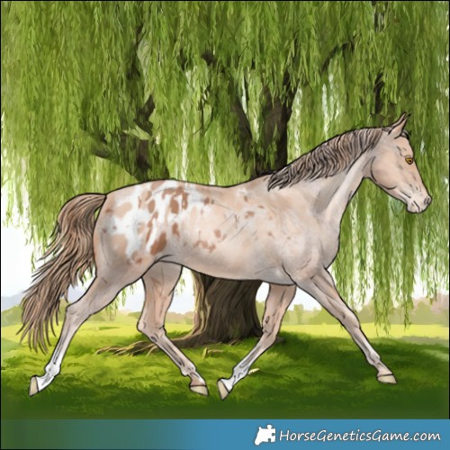 Horse Color:Bay Pearl Blanket Rabicano  and Gold Champagne Pearl Blanket 