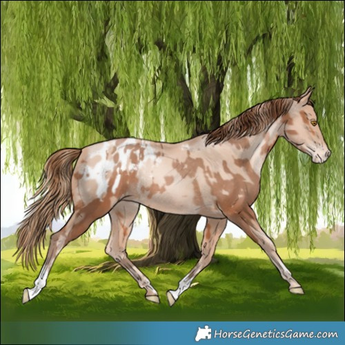 Horse Color:Bay Pearl Appaloosa Rabicano  and Gold Champagne Pearl Appaloosa 