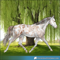 Horse Color:Bay Pearl Blanket Rabicano and Gold Champagne Pearl Blanket