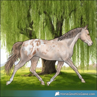 Horse Color:Bay Pearl Blanket Rabicano  and Gold Champagne Pearl Blanket 