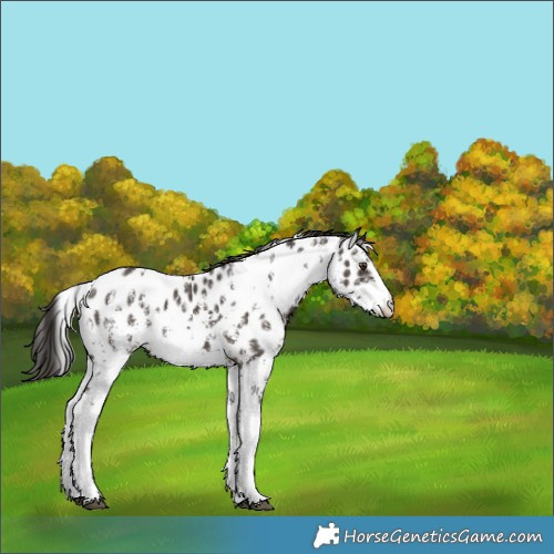 Horse Color:Liver Chestnut Sabino Appaloosa 