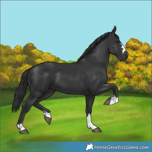 Horse Color:Black 