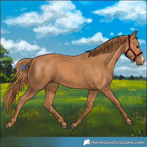 Horse Color:Chestnut Frame 