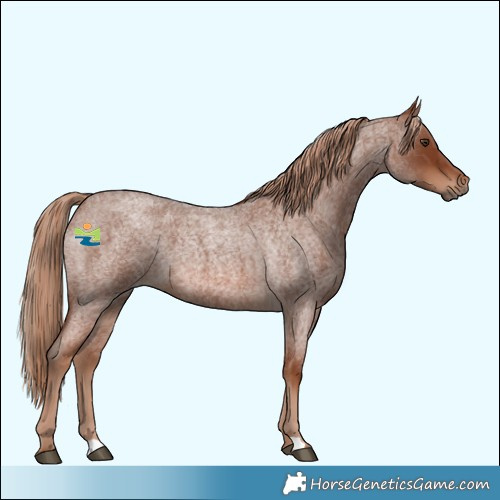 Horse Color:Red Roan 
