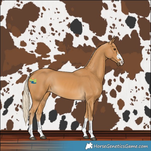 Horse Color:Palomino 