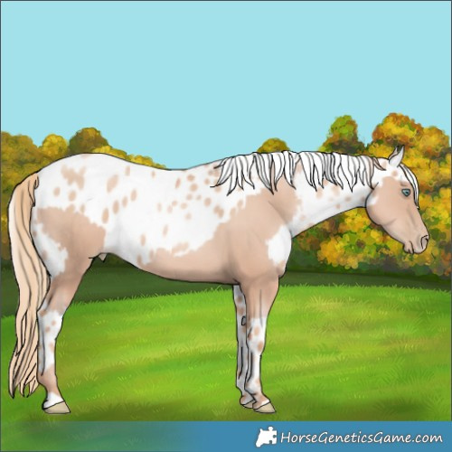Horse Color:Gold Champagne Pearl Rabicano  and Gold Champagne Pearl Leopard Rabicano 