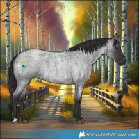 Horse Color:Smoky Blue Roan 