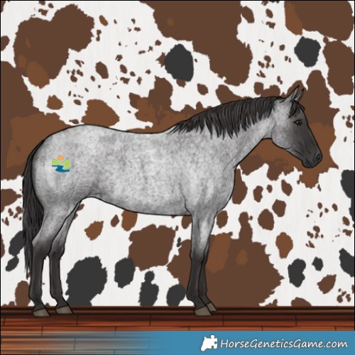 Horse Color:Smoky Blue Roan 