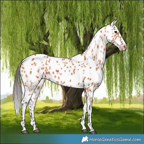 Horse Color:Bay Leopard 