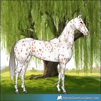 Horse Color:Bay Appaloosa