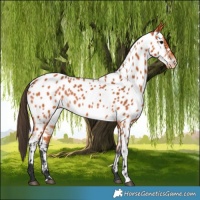 Horse Color:Bay Appaloosa