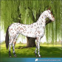 Horse Color:Bay Near Leopard 