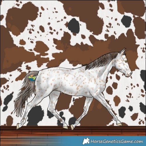 Horse Color:Amber Champagne Near Leopard 