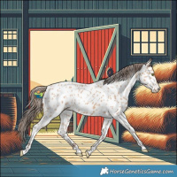 Horse Color:Amber Champagne Appaloosa 