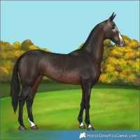 Horse Color:Gray Bay Splash 