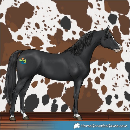 Horse Color:Black Splash 